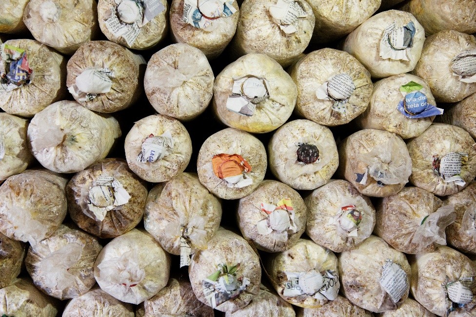 How the Ebankese Mushroom Farm Became Our Cash Crop