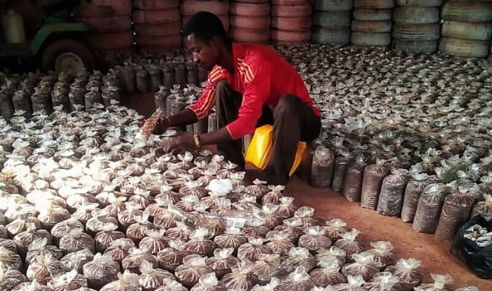 Ending Hunger Through Agriculture with the Ebankese Mushroom Farm